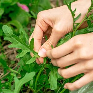 Purely Organic Products Purely Organic Heirloom Arugula Seeds (Slow Bolt) - Approx 500 Seeds