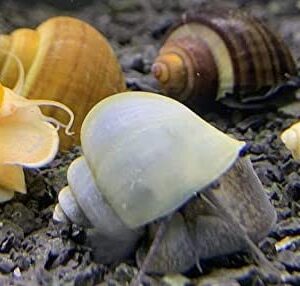 Shore Aquatic LLC Mystery Snail 3PK (Pomacea Bridgesii) Mix Colored Pack with Java Moss - Live Freshwater Snails Insulated Priority Mail