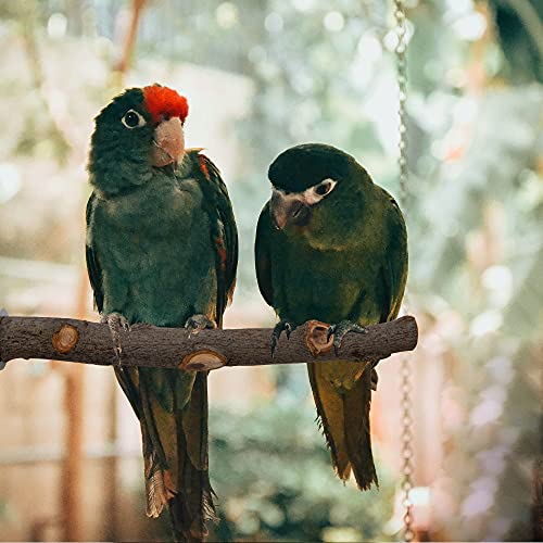 EBaokuup 5PCS Natural Wood Bird Perches for Parrot - Wooden Bird Parrot Stand Branches Parakeet Cage Perch Accessories for Small Birds Budgies Cockatiels Conure Lovebirds
