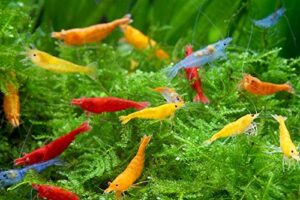 10 neocaridina freshwater aquarium shrimps 1/4 to 1/2 inch long. pick your colors (random mix colors)