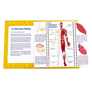 Junior Learning JL647 Anatomy Flips, Multi