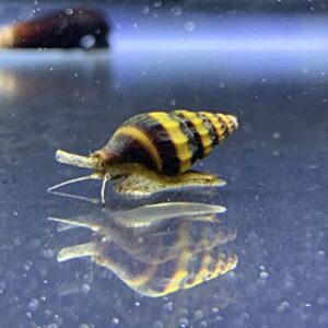 Assassin Snails x3 (Clea Helena) 1/2" to 3/4" Live Freshwater Snail Plants