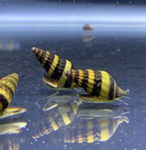 assassin snails x3 (clea helena) 1/2" to 3/4" live freshwater snail plants