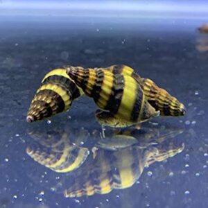 Assassin Snails x3 (Clea Helena) 1/2" to 3/4" Live Freshwater Snail Plants