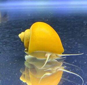 shore aquatic llc gold mystery snails x3 (pomacea bridgesii) with java moss live freshwater snail-insulated priority mail