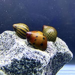 generic nerite snails x3 (neritina sp.) mix pack - live freshwater snail plants