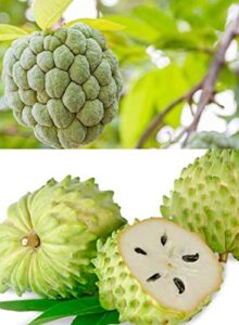 10+ soursop graviola guanabana annona muricata fruit tree seeds fresh tropical fruit