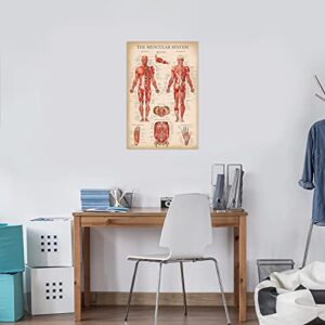 Palace Learning Vintage Muscular & Skeletal System Anatomical Chart Set - Human Skeleton & Muscle Anatomy Posters (LAMINATED, 18" x 24")