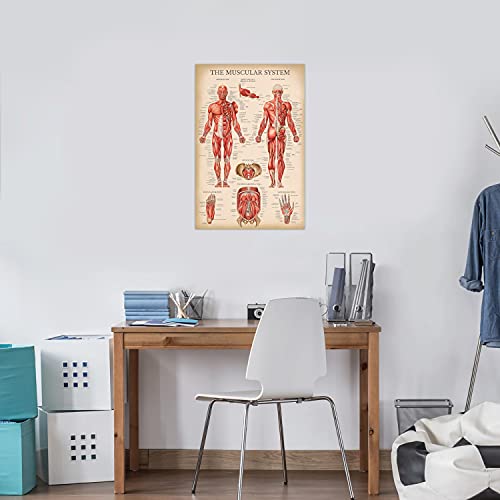 Palace Learning Vintage Muscular & Skeletal System Anatomical Chart Set - Human Skeleton & Muscle Anatomy Posters (LAMINATED, 18" x 24")