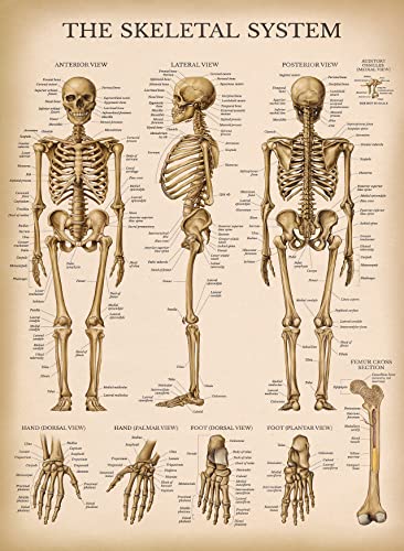 Palace Learning Vintage Muscular & Skeletal System Anatomical Chart Set - Human Skeleton & Muscle Anatomy Posters (LAMINATED, 18" x 24")