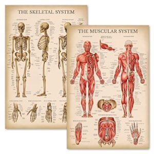 palace learning vintage muscular & skeletal system anatomical chart set - human skeleton & muscle anatomy posters (laminated, 18" x 24")