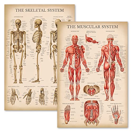 Palace Learning Vintage Muscular & Skeletal System Anatomical Chart Set - Human Skeleton & Muscle Anatomy Posters (LAMINATED, 18" x 24")