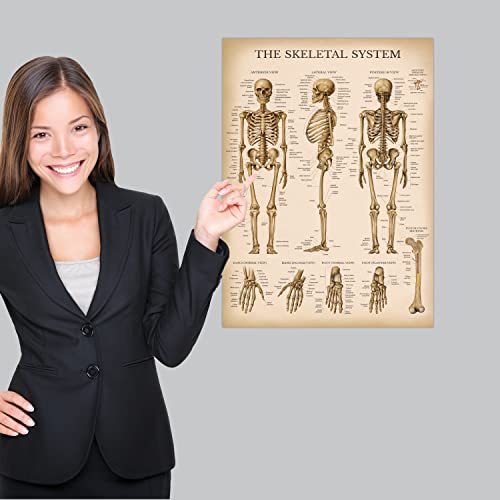 Palace Learning Vintage Muscular & Skeletal System Anatomical Chart Set - Human Skeleton & Muscle Anatomy Posters (LAMINATED, 18" x 24")