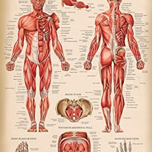 Palace Learning Vintage Muscular & Skeletal System Anatomical Chart Set - Human Skeleton & Muscle Anatomy Posters (LAMINATED, 18" x 24")