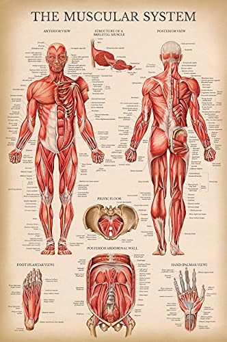 Palace Learning Vintage Muscular & Skeletal System Anatomical Chart Set - Human Skeleton & Muscle Anatomy Posters (LAMINATED, 18" x 24")