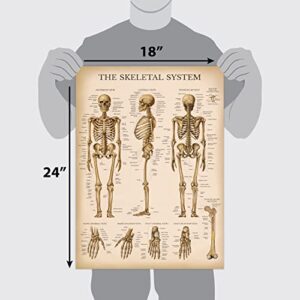 Palace Learning Vintage Muscular & Skeletal System Anatomical Chart Set - Human Skeleton & Muscle Anatomy Posters (LAMINATED, 18" x 24")