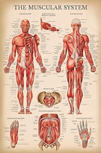 palace learning vintage muscular system anatomical chart - human muscle anatomy poster (laminated, 18" x 24")