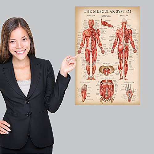 Palace Learning Vintage Muscular System Anatomical Chart - Human Muscle Anatomy Poster (LAMINATED, 18" x 24")