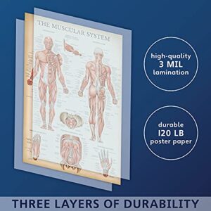 Palace Learning Vintage Muscular System Anatomical Chart - Human Muscle Anatomy Poster (LAMINATED, 18" x 24")