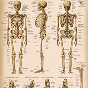 Palace Learning Vintage Skeletal System Anatomical Chart - Human Skeleton Anatomy Poster (LAMINATED, 18" x 24")