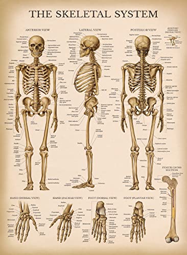 Palace Learning Vintage Skeletal System Anatomical Chart - Human Skeleton Anatomy Poster (LAMINATED, 18" x 24")
