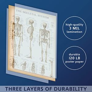 Palace Learning Vintage Skeletal System Anatomical Chart - Human Skeleton Anatomy Poster (LAMINATED, 18" x 24")