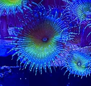 coralslover live saltwater coral frag - captain jerk palythoas (5 heads)