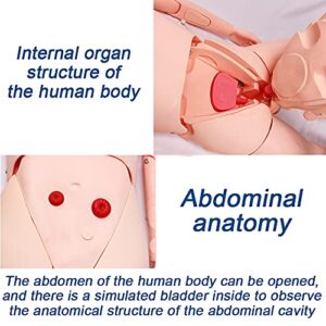 BIUYYY Nursing Manikin PVC Nursing Training Mannequins with Simulation Visceral and Replaceable Wound Modules and Storage Bag for Students Education Teaching Medical Training Skills