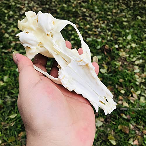 dycrazy 1Pcs Real Red Fox Bones Skull Fox Head Skeleton Natural Teeth Bone Specimen Model