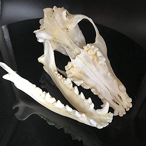 dycrazy 1Pcs Real Red Fox Bones Skull Fox Head Skeleton Natural Teeth Bone Specimen Model