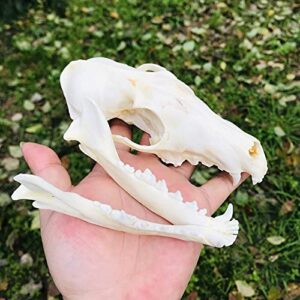 dycrazy 1Pcs Real Red Fox Bones Skull Fox Head Skeleton Natural Teeth Bone Specimen Model