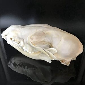 dycrazy 1Pcs Real Red Fox Bones Skull Fox Head Skeleton Natural Teeth Bone Specimen Model