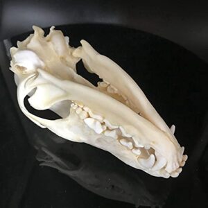 dycrazy 1Pcs Real Red Fox Bones Skull Fox Head Skeleton Natural Teeth Bone Specimen Model