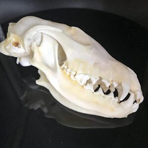 dycrazy 1Pcs Real Red Fox Bones Skull Fox Head Skeleton Natural Teeth Bone Specimen Model
