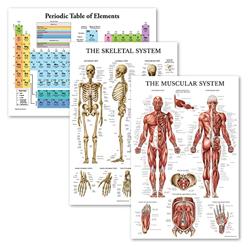 Palace Learning 3 Pack - Periodic Table of the Elements Poster [White] + Muscular & Skeletal System Anatomy Charts (LAMINATED, 18" x 24")