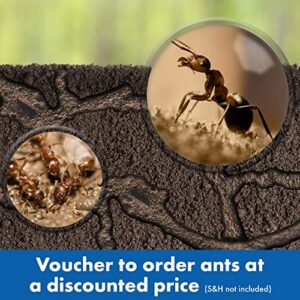 Educational Insights GeoSafari Ant Factory with Sand, Watch Live Ants, STEM Learning Toy, Ages 5+