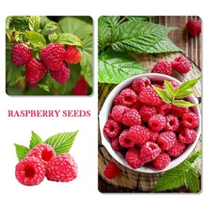 1100pcs Mixed Fruit Seeds Berry Seeds for Planting 200pcs Strawberry 200pcs Raspberry 200pcs Mulberry 200pcs Blueberry 200pcs Elderberry 10pcs Cherry - Individually Packaged