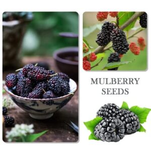 1100pcs Mixed Fruit Seeds Berry Seeds for Planting 200pcs Strawberry 200pcs Raspberry 200pcs Mulberry 200pcs Blueberry 200pcs Elderberry 10pcs Cherry - Individually Packaged