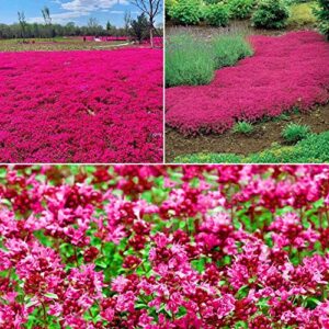 14000+ red creeping thyme seeds to plant - growing a beautiful flowering groundcover; non-gmo heirloom seeds