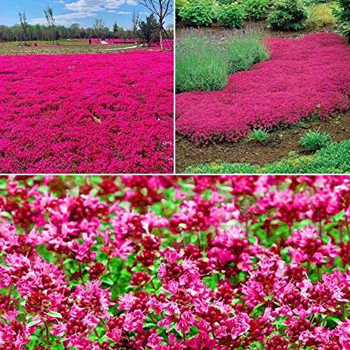 14000+ Red Creeping Thyme Seeds to Plant - Growing a Beautiful Flowering Groundcover; Non-GMO Heirloom Seeds