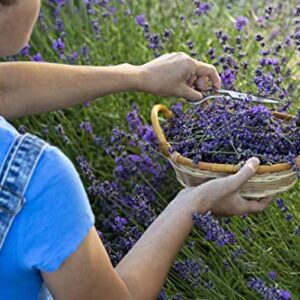 1400 English Lavender Seeds for Planting Indoors or Outdoors, 90% Germination, to Give You The Lavender Plant You Need, Non-GMO, Heirloom Herb Seeds (1 Pack)