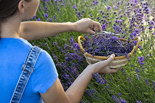 1400 English Lavender Seeds for Planting Indoors or Outdoors, 90% Germination, to Give You The Lavender Plant You Need, Non-GMO, Heirloom Herb Seeds (1 Pack)