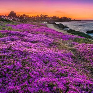 magic creeping thyme seeds - 10000+ seeds ground cover flowers perennial thyme - non-gmo thymus serpyllum seeds for planting