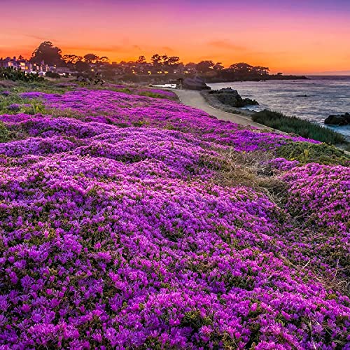 Magic Creeping Thyme Seeds - 10000+ Seeds Ground Cover Flowers Perennial Thyme - Non-GMO Thymus Serpyllum Seeds for Planting