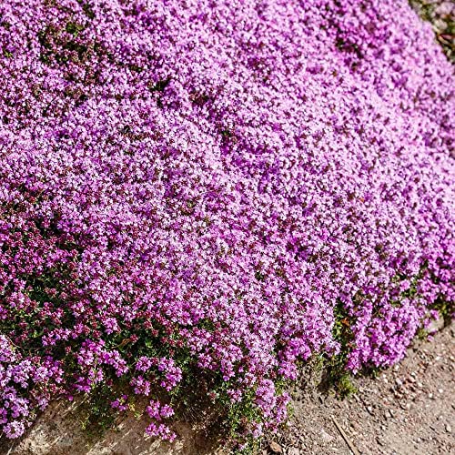 Magic Creeping Thyme Seeds - 10000+ Seeds Ground Cover Flowers Perennial Thyme - Non-GMO Thymus Serpyllum Seeds for Planting