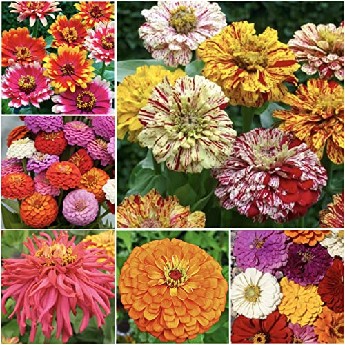 Seed Needs, 1,000+ Crazy Blend Zinnia Seeds for Planting (Zinnia Elegans) Heirloom, Open Pollinated & Untreated - 15+ Varieties of Zinnia Flowers, Zinnia Mix - Bulk