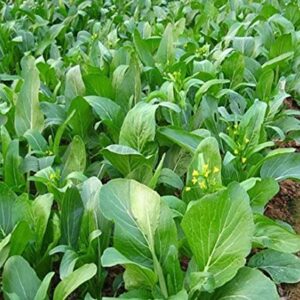 3500 Yu Choy Sum Seeds for Planting - Chinese Flowering Cabbage Seeds | Fast Growing | Heat and Cold Tolerant | Organic Yu Chai/Choi Sum/Chai Sim/Yu Chai Seeds