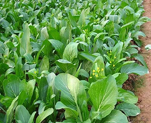 3500 Yu Choy Sum Seeds for Planting - Chinese Flowering Cabbage Seeds | Fast Growing | Heat and Cold Tolerant | Organic Yu Chai/Choi Sum/Chai Sim/Yu Chai Seeds