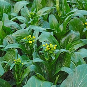 3500 Yu Choy Sum Seeds for Planting - Chinese Flowering Cabbage Seeds | Fast Growing | Heat and Cold Tolerant | Organic Yu Chai/Choi Sum/Chai Sim/Yu Chai Seeds