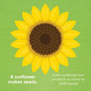 Montessori: Seed Work